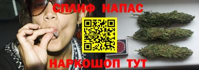 сатива Будённовск